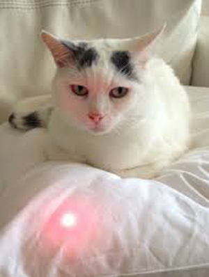 Laserkat roten